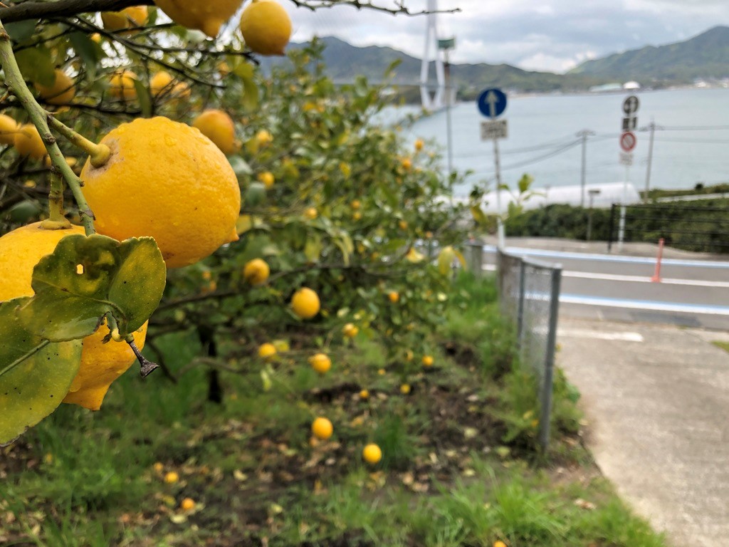 レモンの聖地・生口島